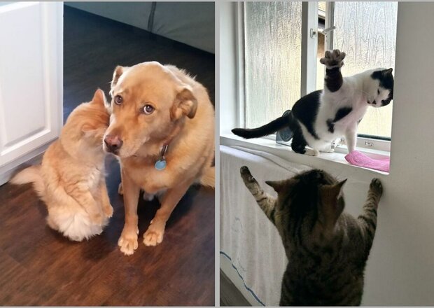 15 доказательств того, что питомцы умеют испытывать весь спектр эмоций